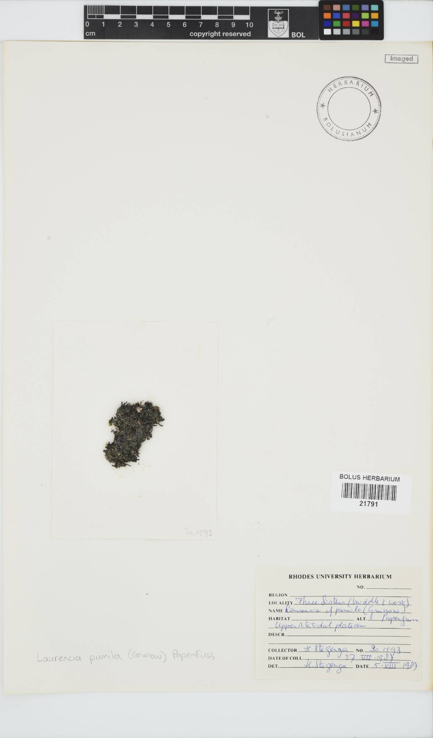 Laurencia pumila image