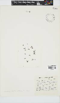 Laurencia pumila image