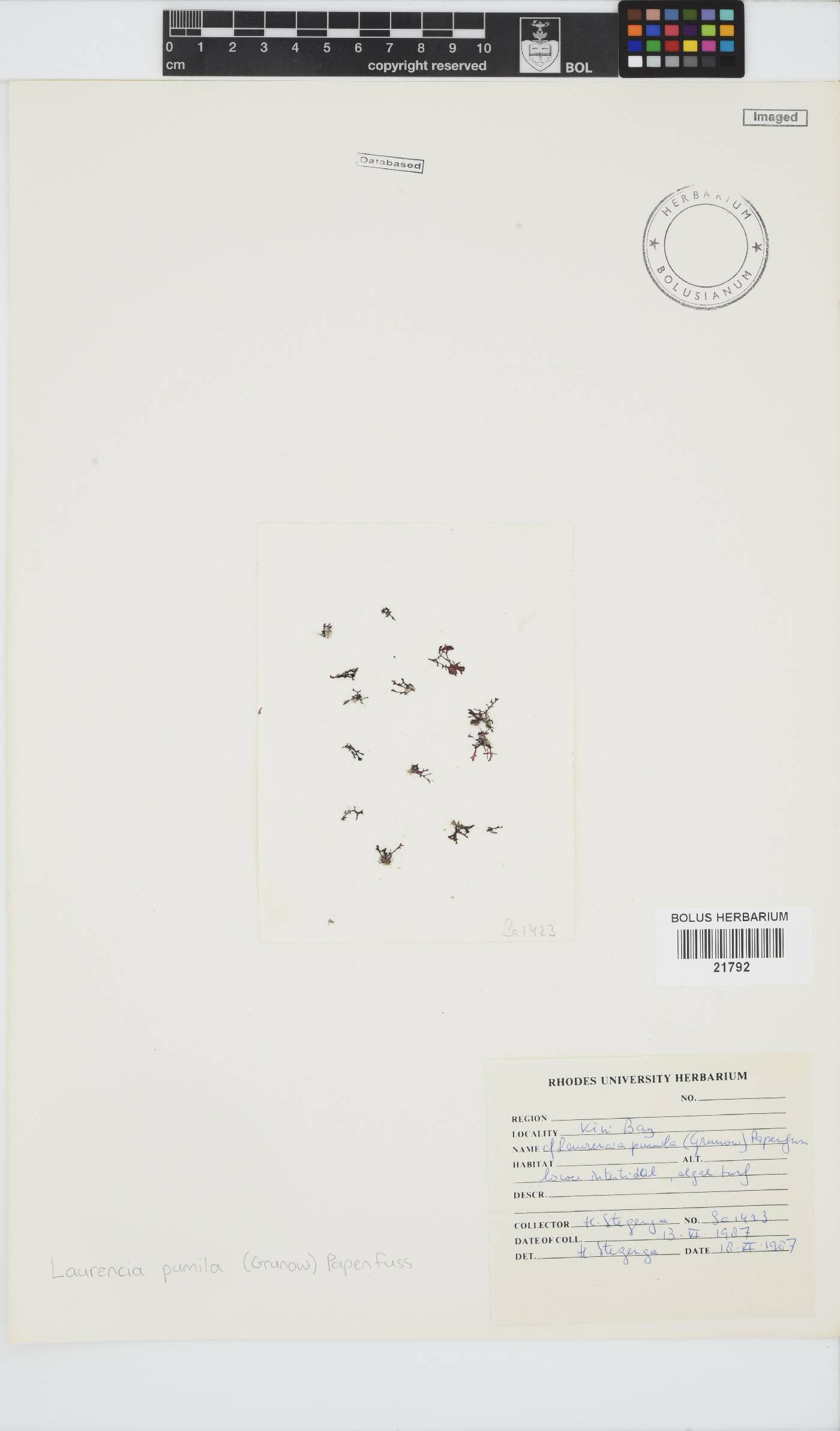 Laurencia pumila image