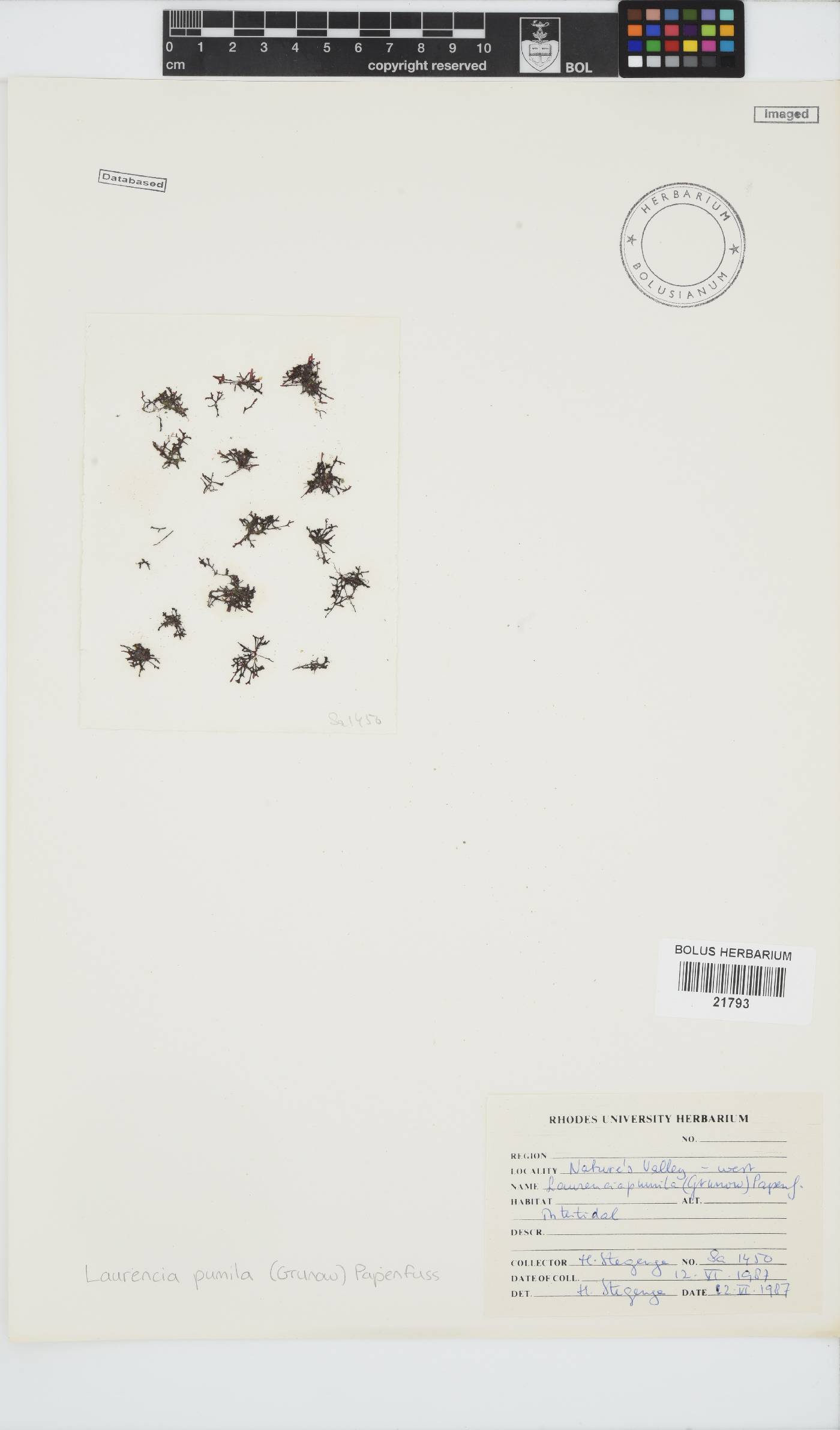 Laurencia pumila image