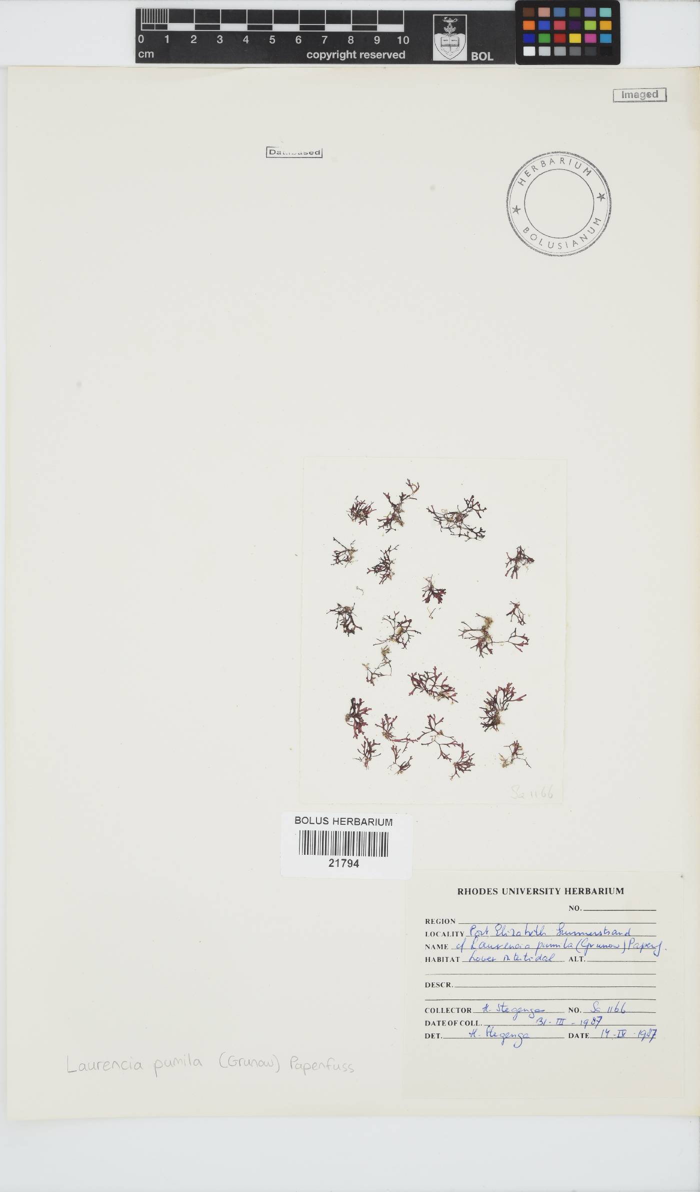 Laurencia pumila image