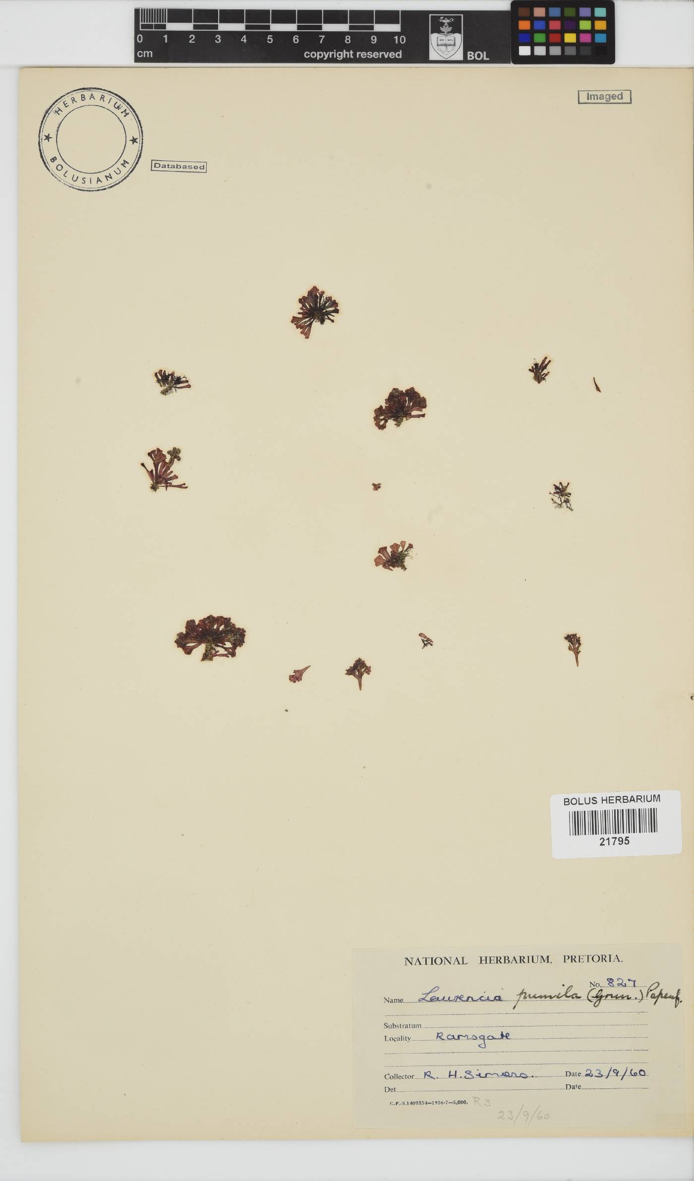 Laurencia pumila image