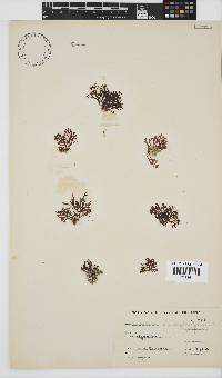 Laurencia pumila image