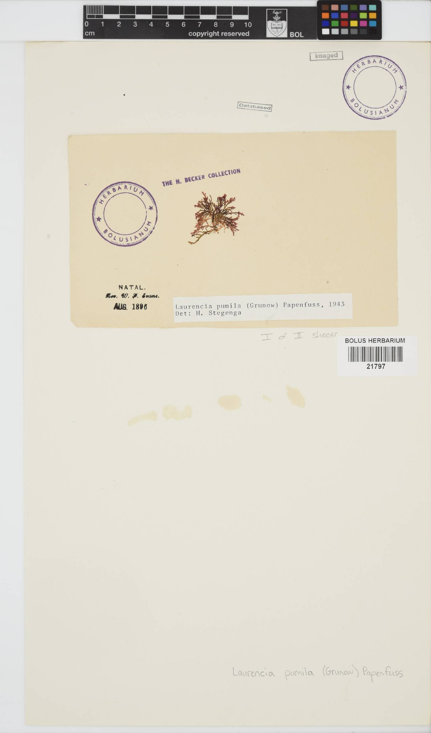 Laurencia pumila image