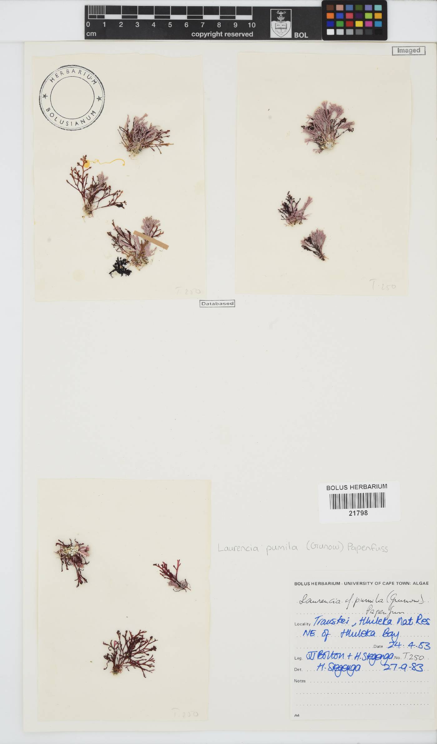 Laurencia pumila image