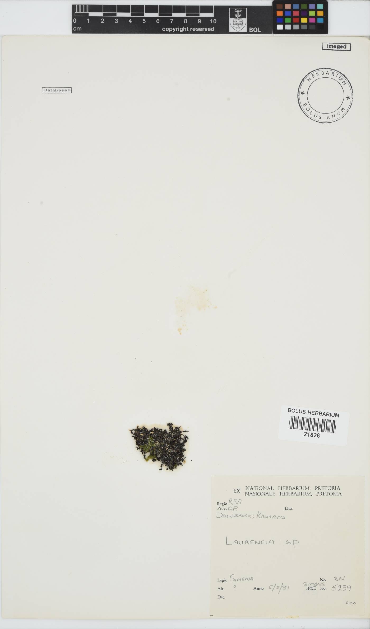 Laurencia image