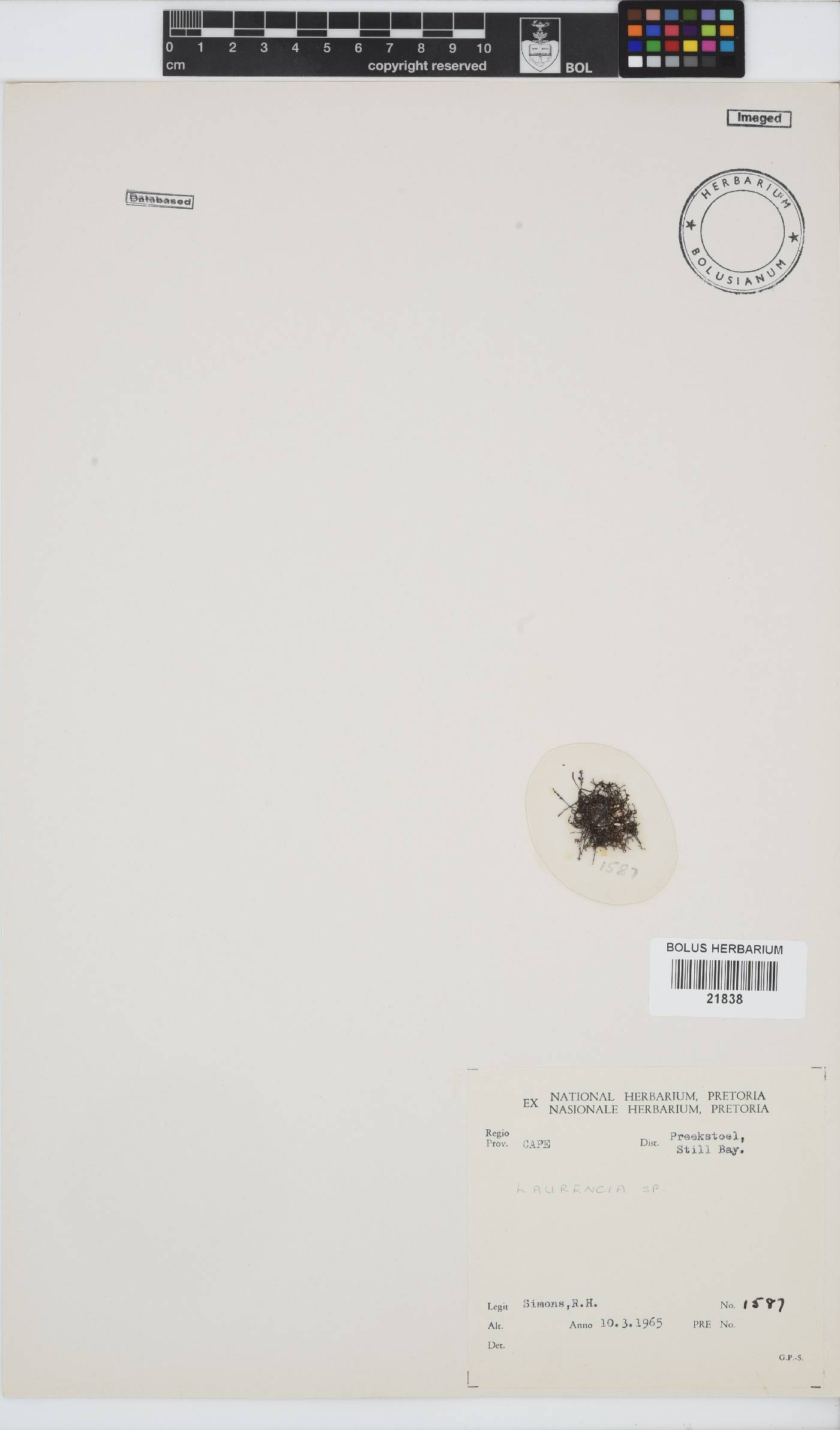 Laurencia image