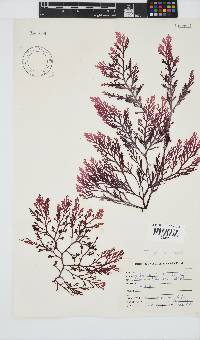 Laurencia flexuosa image