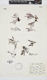Laurencia flexuosa image