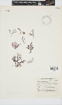 Laurencia flexuosa image