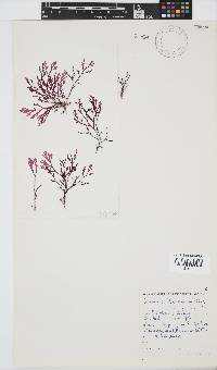 Laurencia flexuosa image