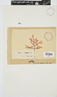 Laurencia flexuosa image