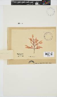 Laurencia flexuosa image