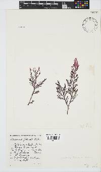 Laurencia flexuosa image