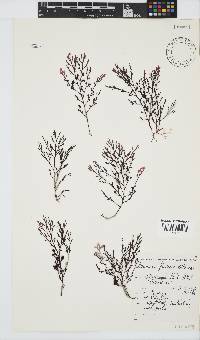 Laurencia flexuosa image