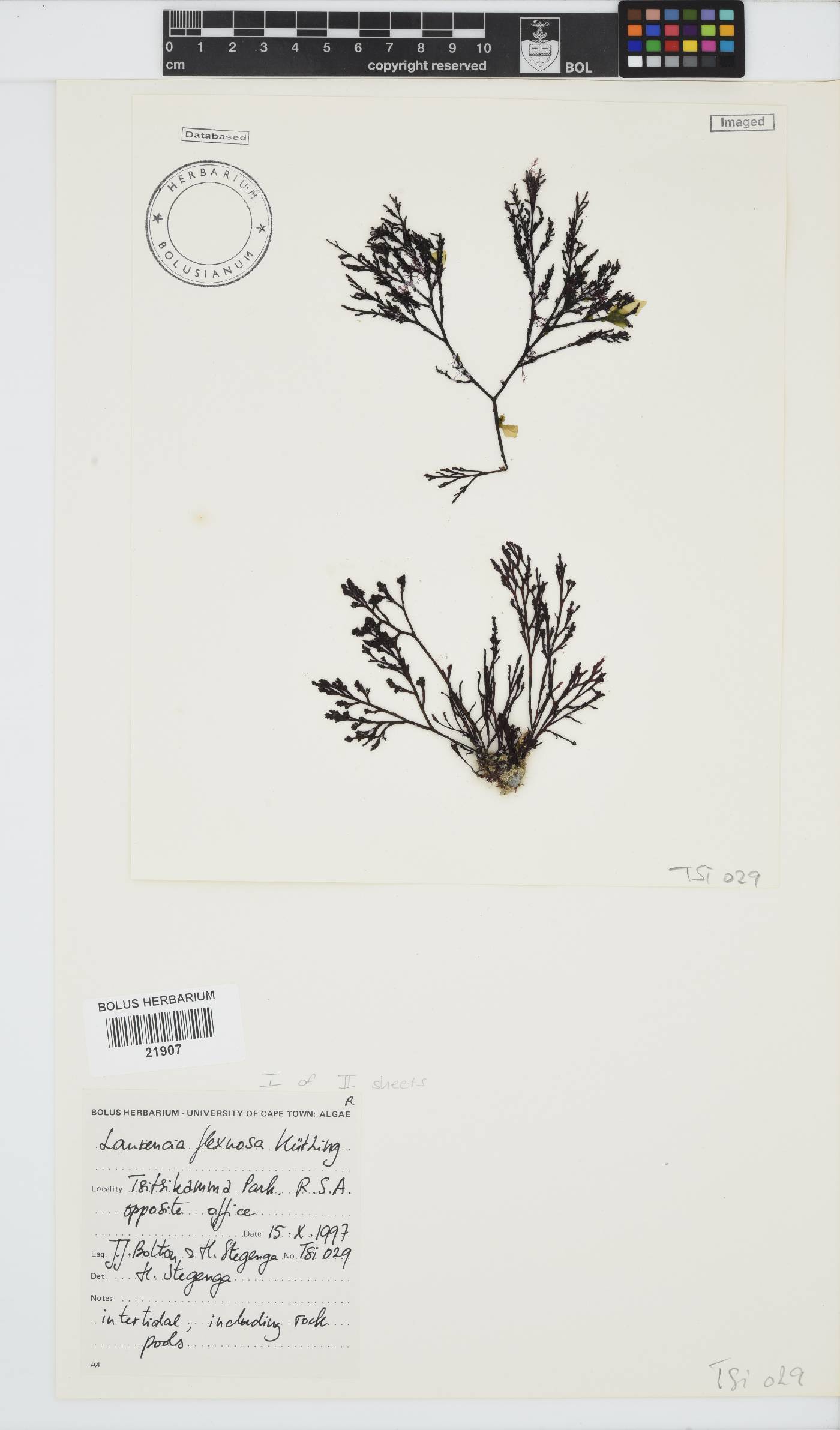 Laurencia flexuosa image