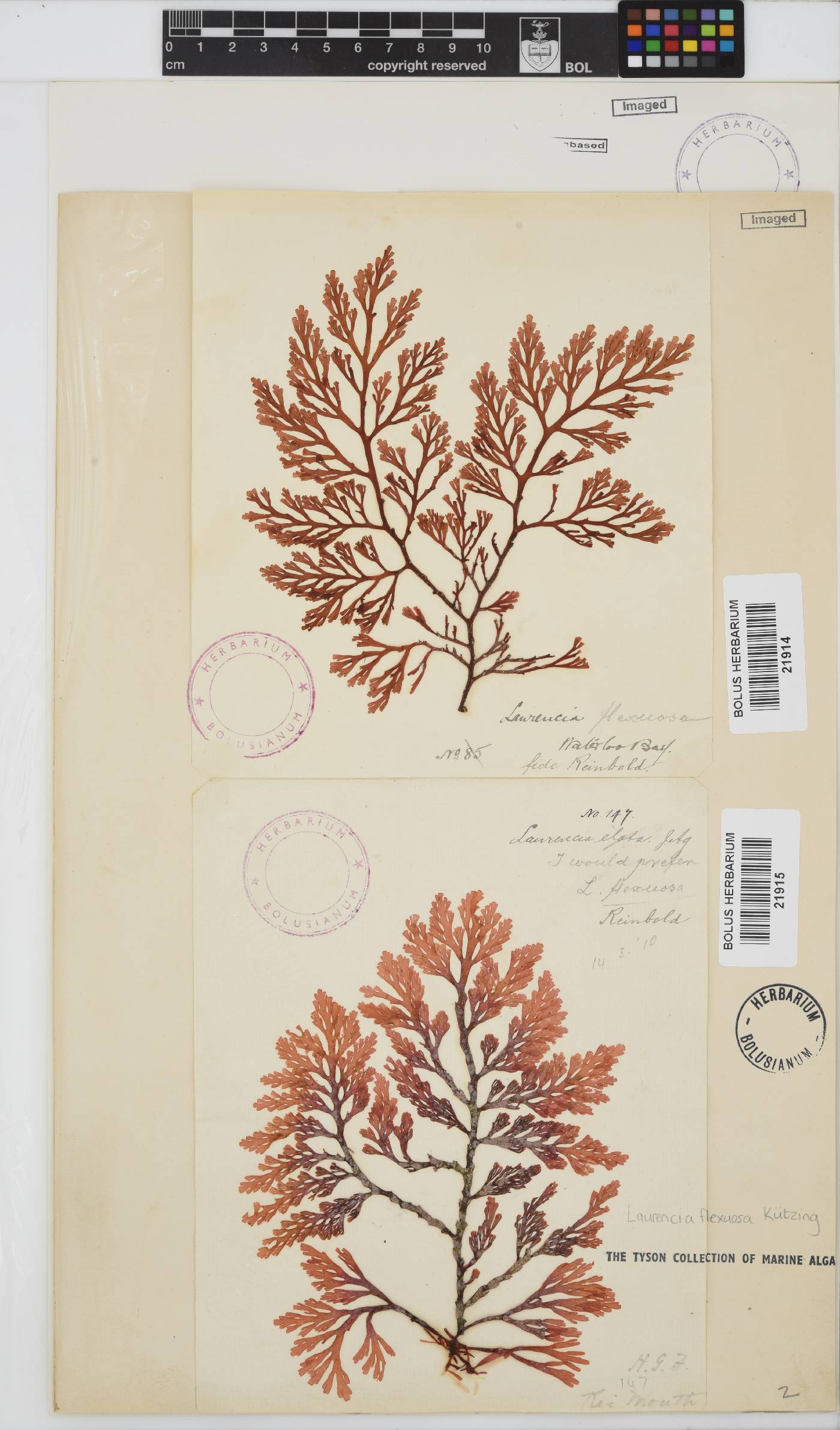 Laurencia image