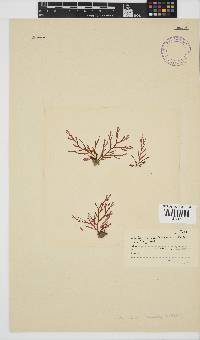 Laurencia flexuosa image