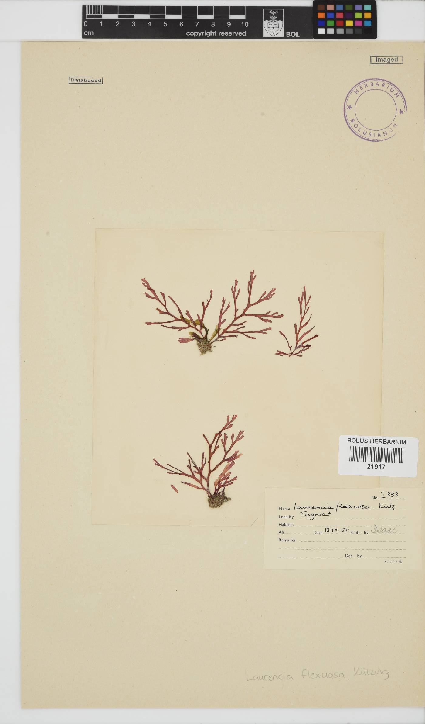 Laurencia flexuosa image