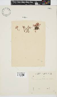 Laurencia flexuosa image