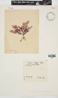 Laurencia flexuosa image