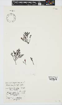 Laurencia flexuosa image