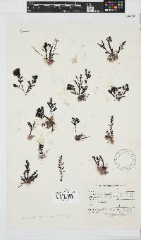 Laurencia glomerata image