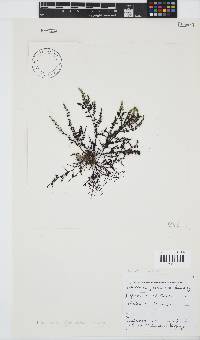 Laurencia glomerata image