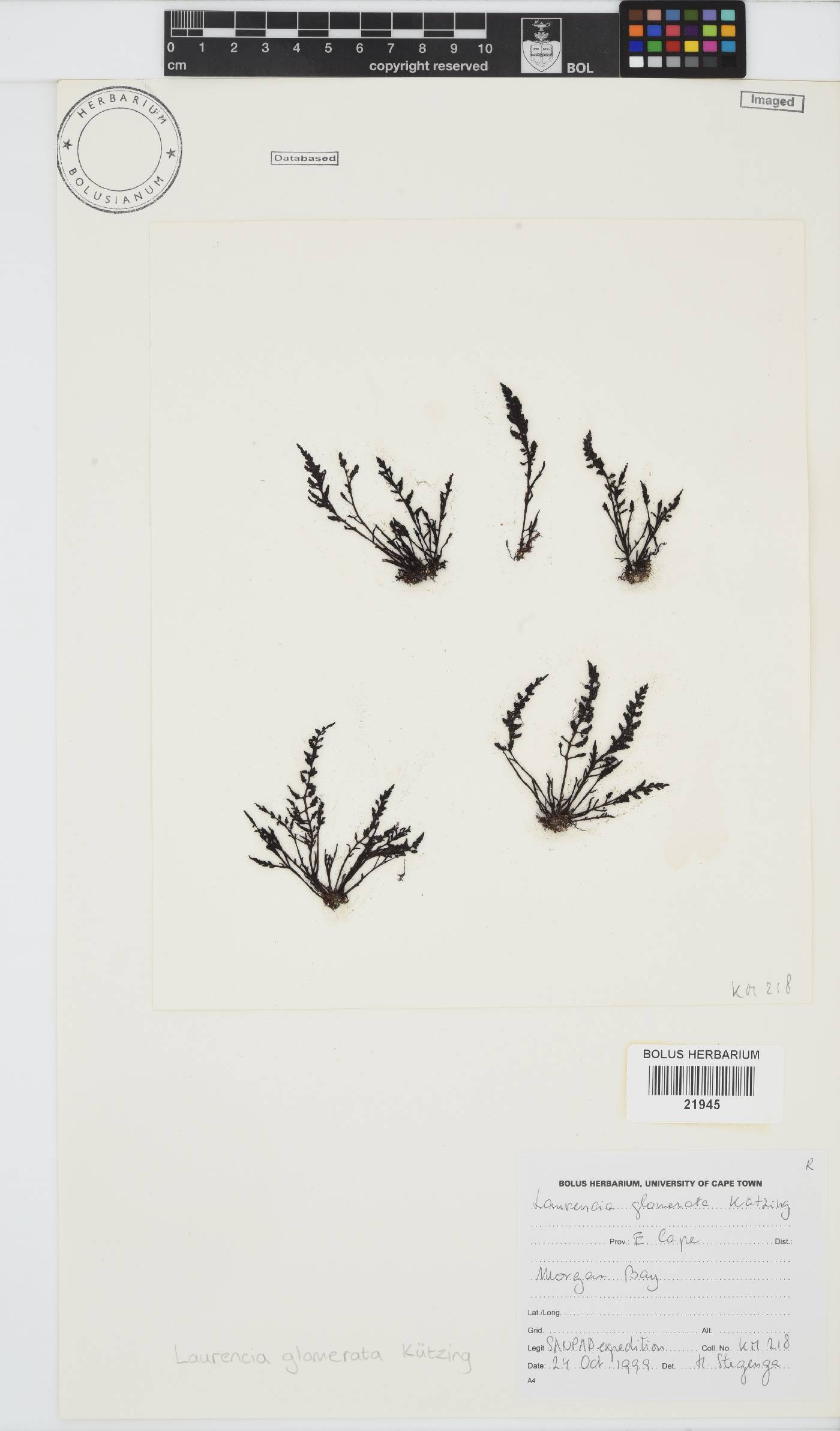 Laurencia glomerata image