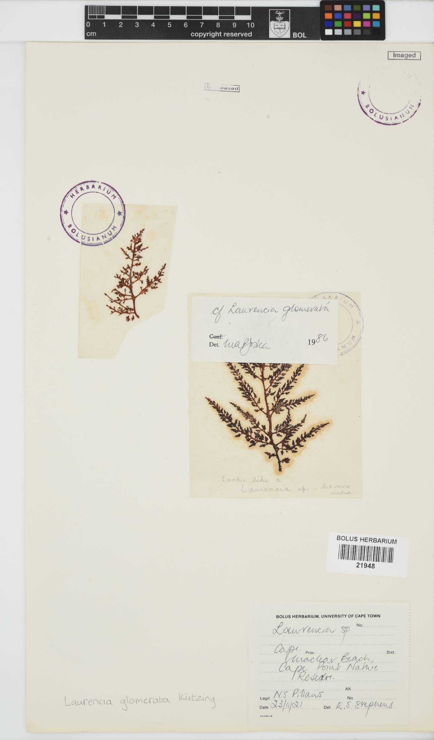 Laurencia glomerata image