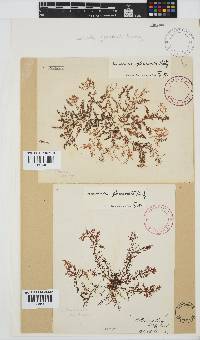 Laurencia glomerata image