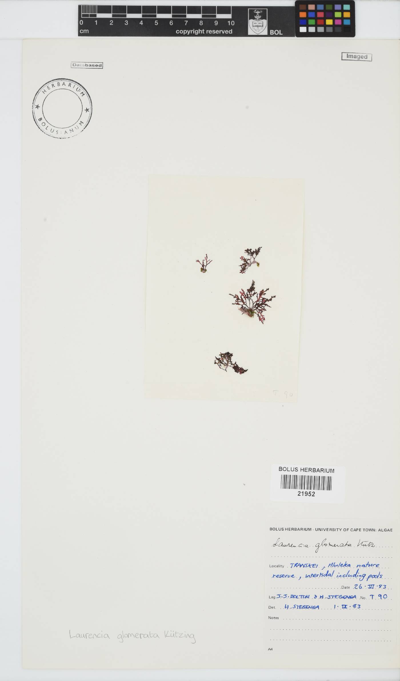 Laurencia glomerata image