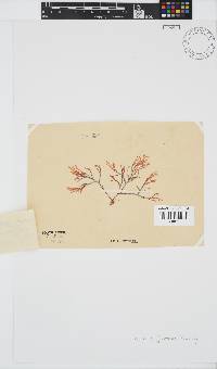 Laurencia glomerata image