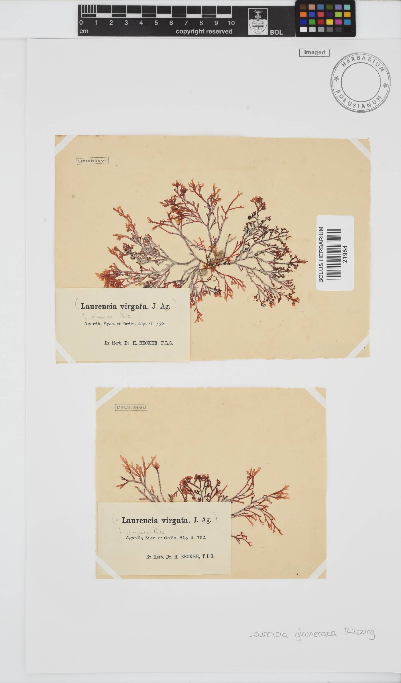 Laurencia glomerata image