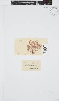 Laurencia glomerata image