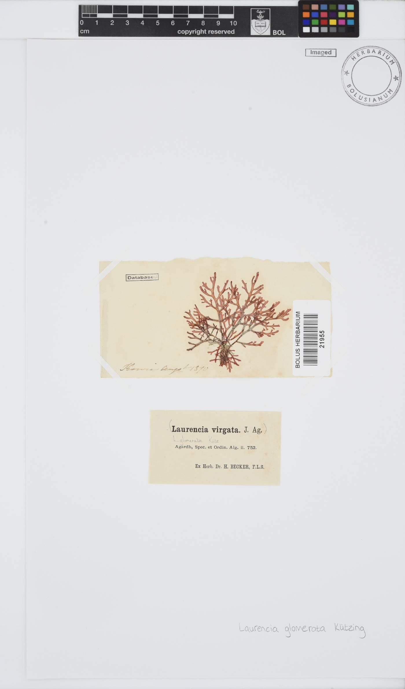 Laurencia glomerata image