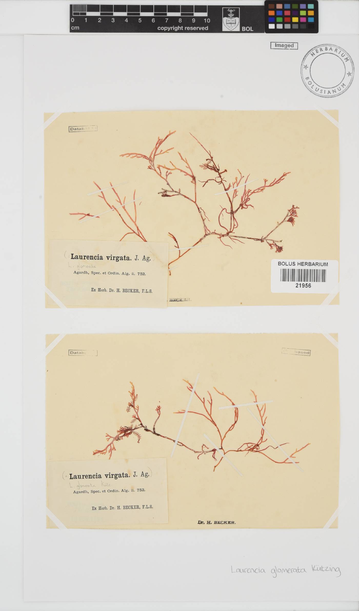 Laurencia glomerata image