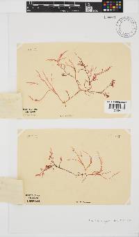 Laurencia glomerata image