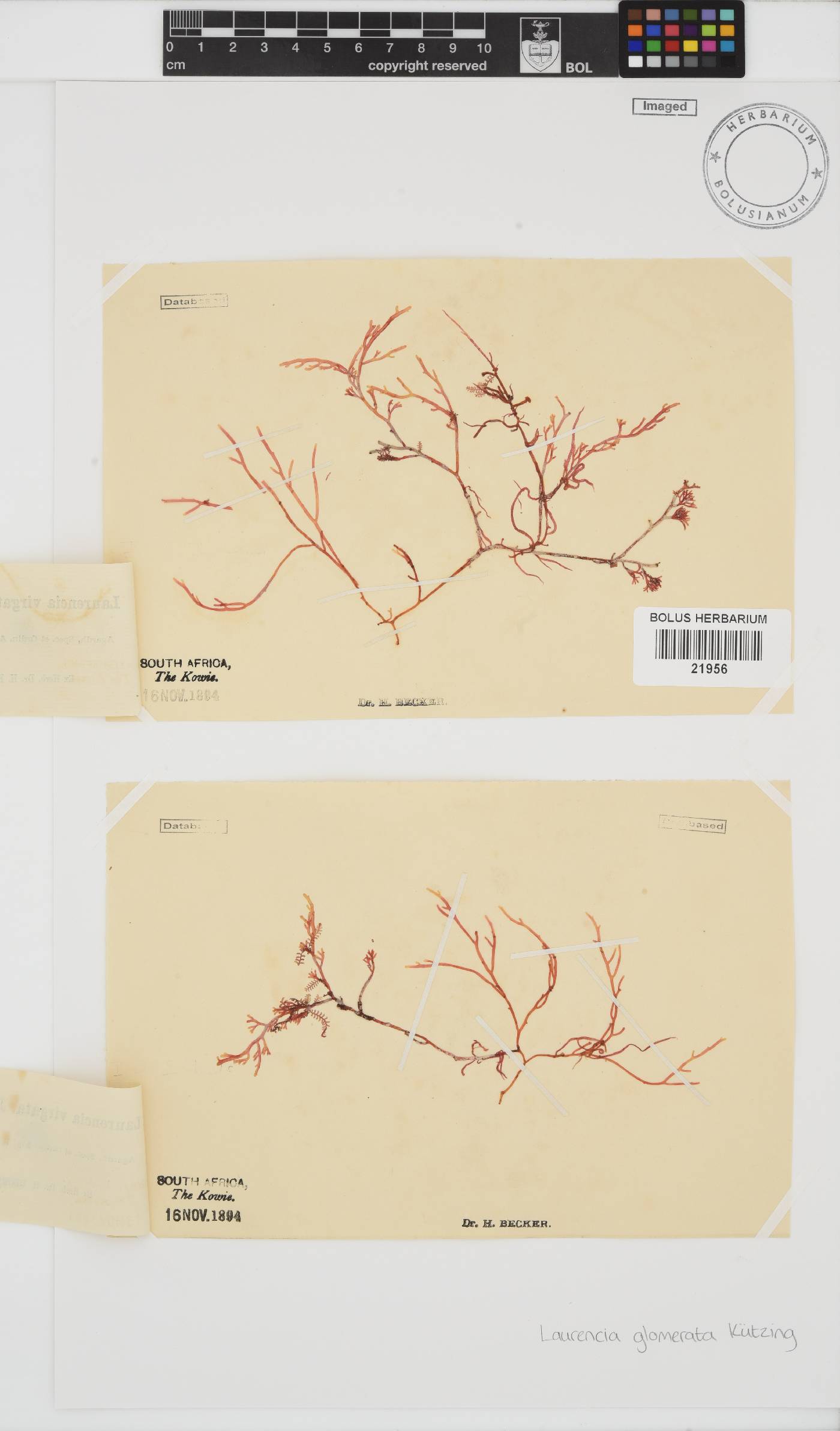 Laurencia glomerata image