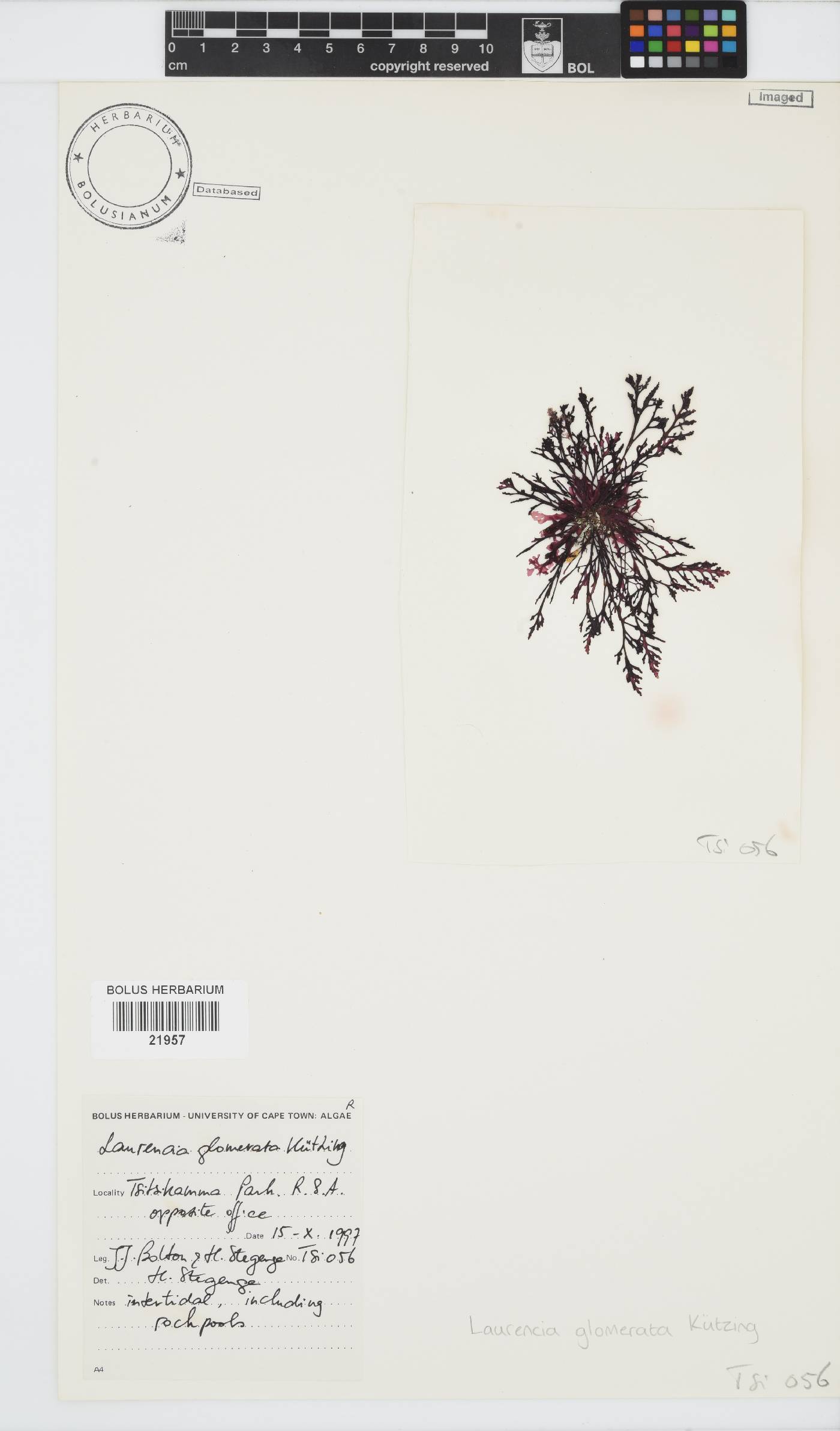 Laurencia glomerata image
