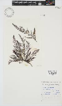 Laurencia glomerata image