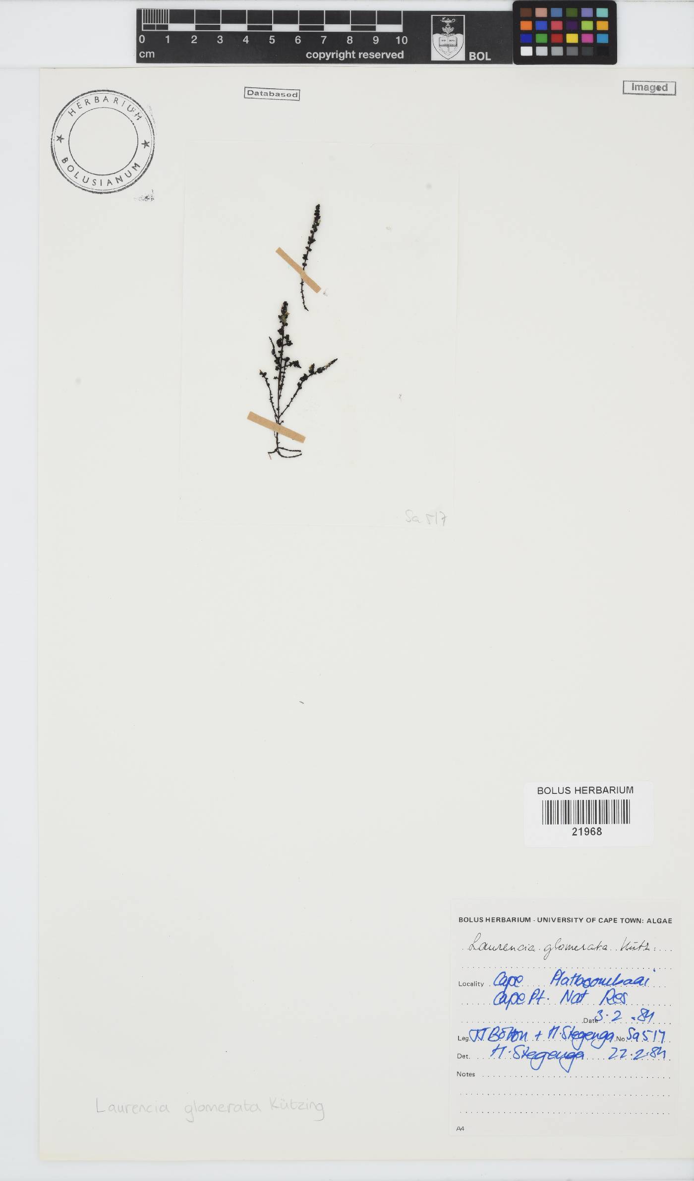 Laurencia glomerata image
