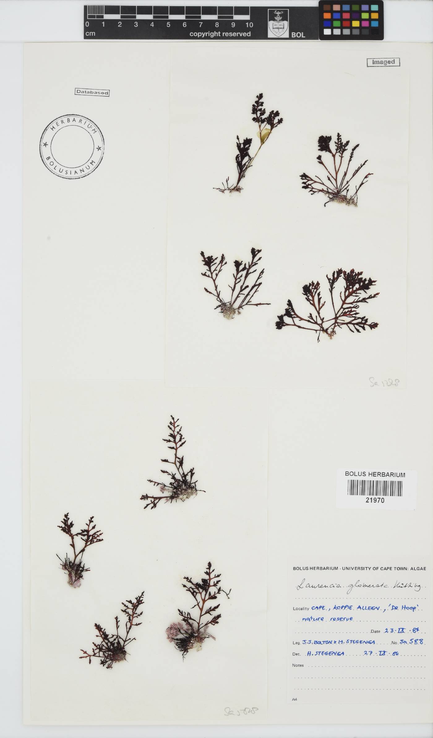 Laurencia glomerata image