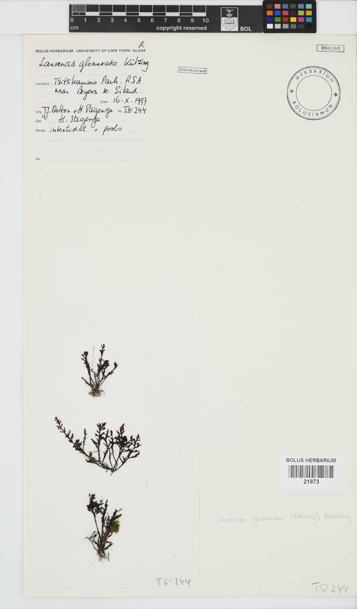 Laurencia glomerata image