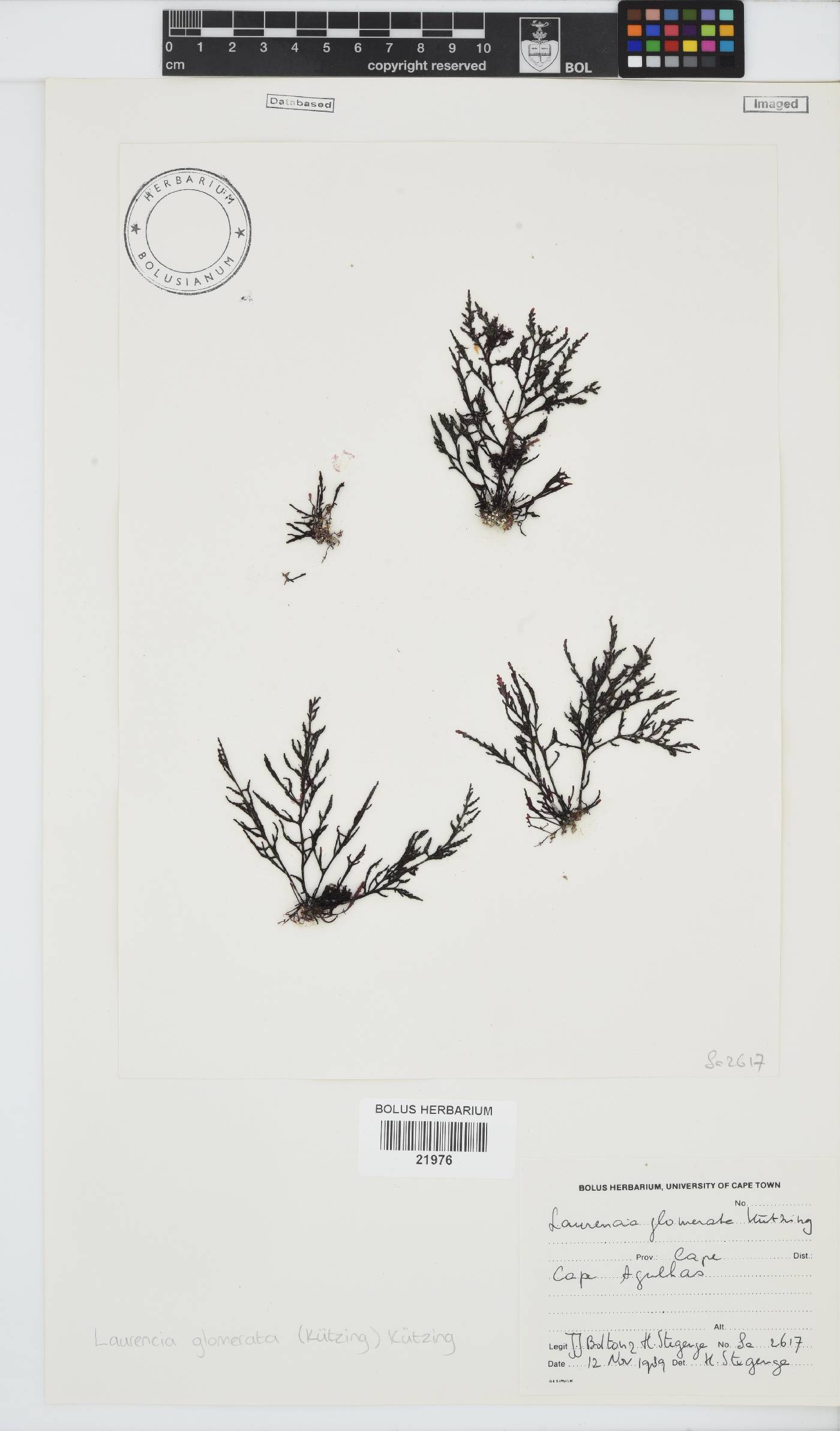 Laurencia glomerata image