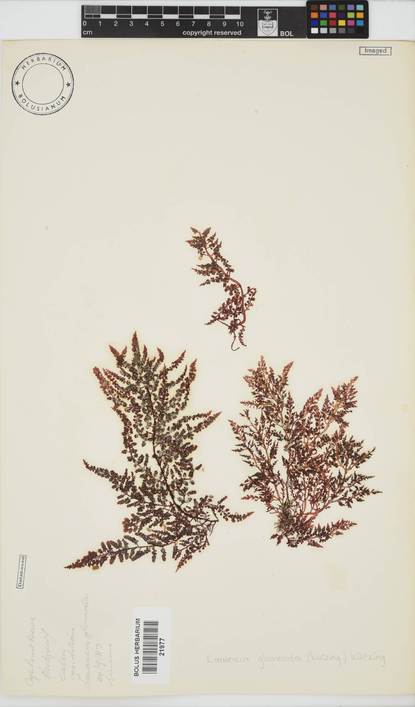 Laurencia glomerata image