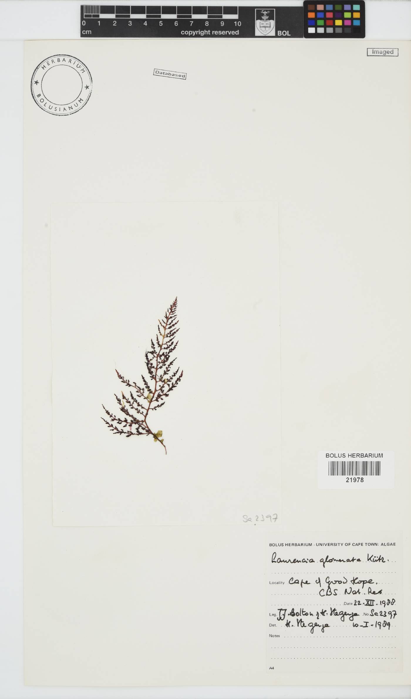 Laurencia glomerata image