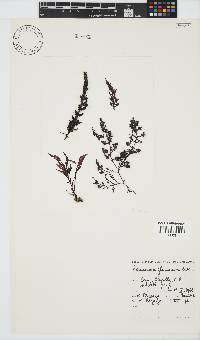 Laurencia glomerata image
