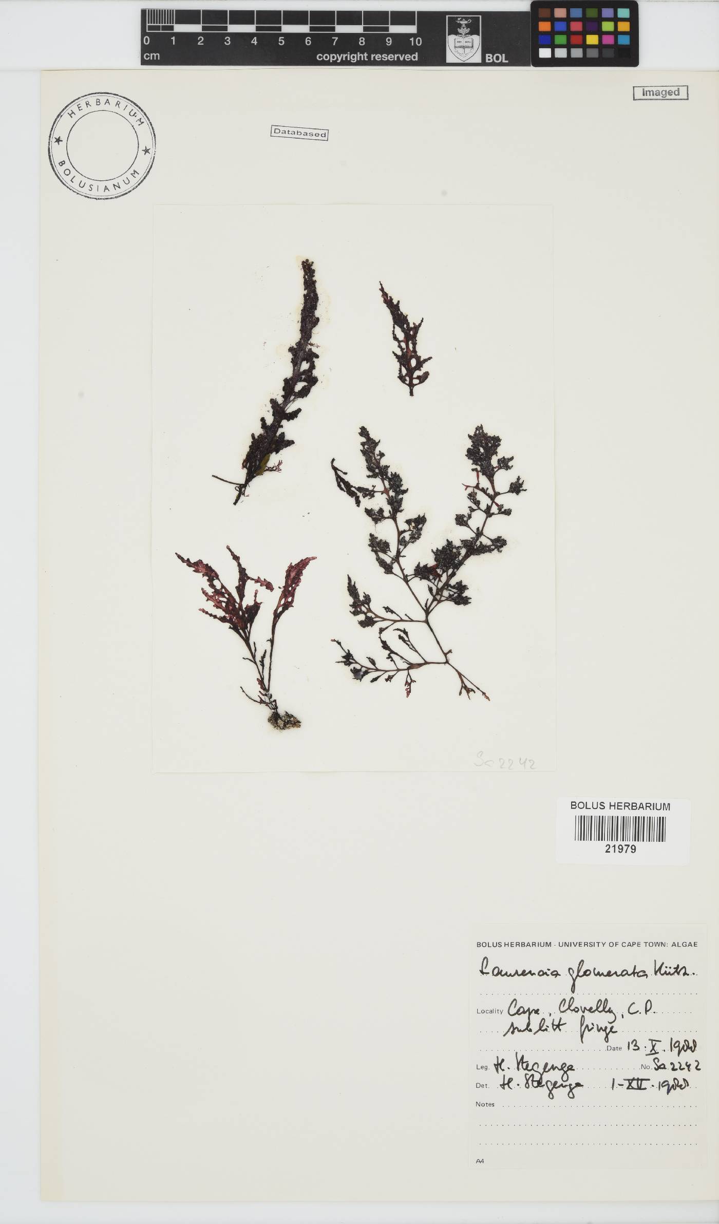 Laurencia glomerata image