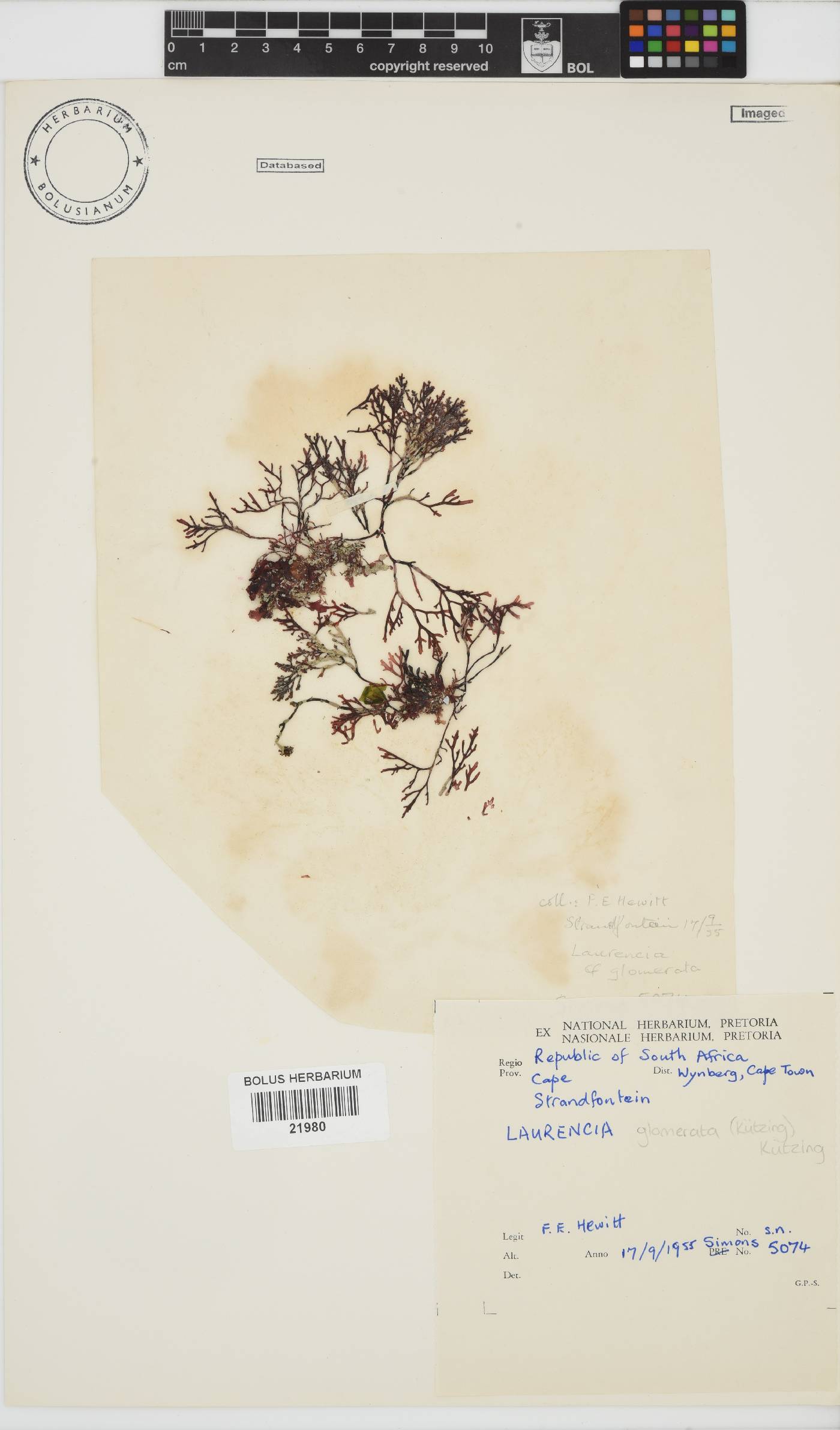 Laurencia glomerata image